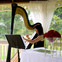 Inside-the-pagoda-harpist-flowers-seats-cropped.jpg